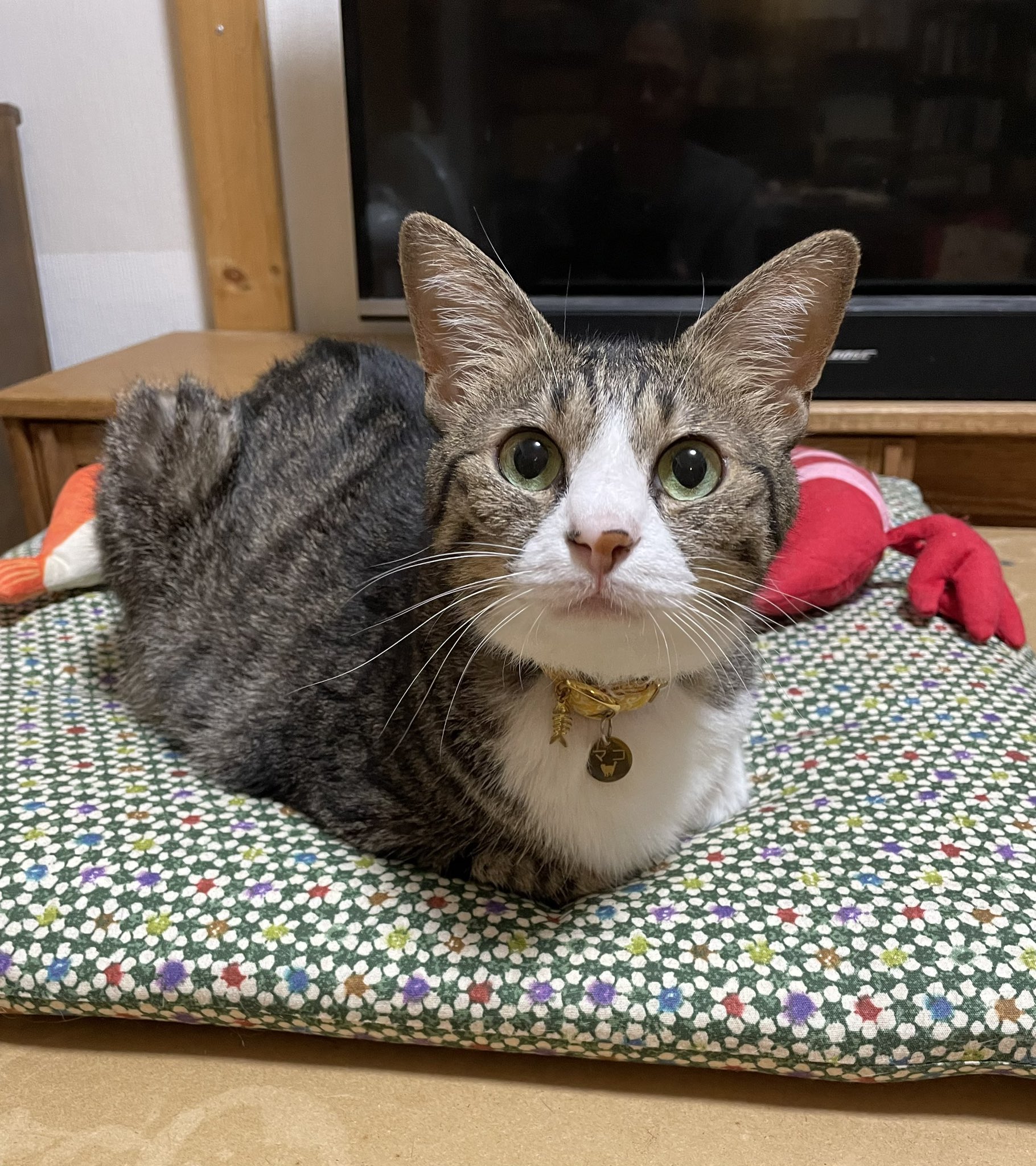 モフリン138日間ペットでした モフリン138日間ペットでした カシオの