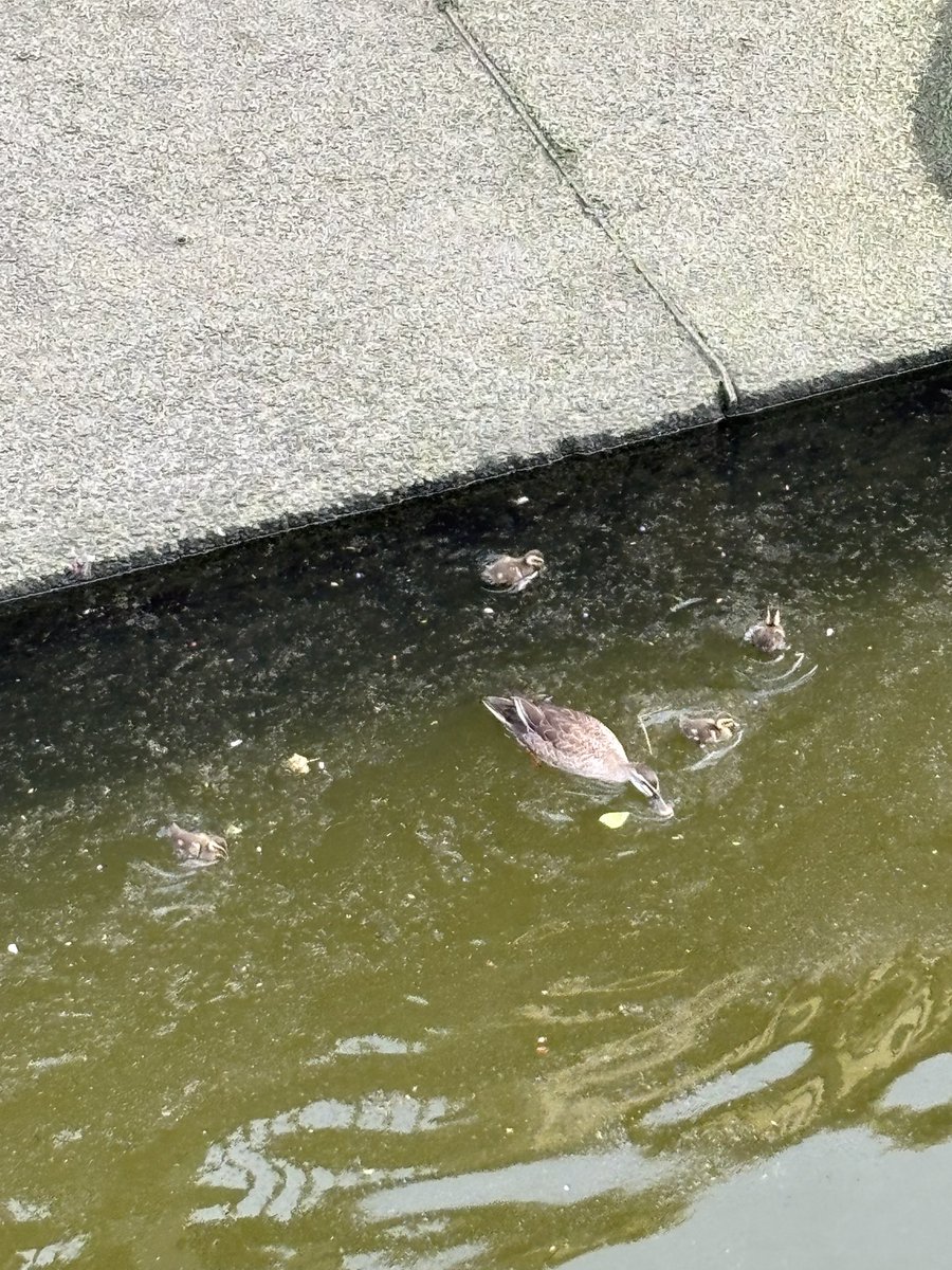 heliy69's tweet photo. 癒しのカモ🦆の親子見つけた。
ずーっと見てられる^_^
川の水を綺麗にしたい思い。。 https://t.co/bALBRk0djH