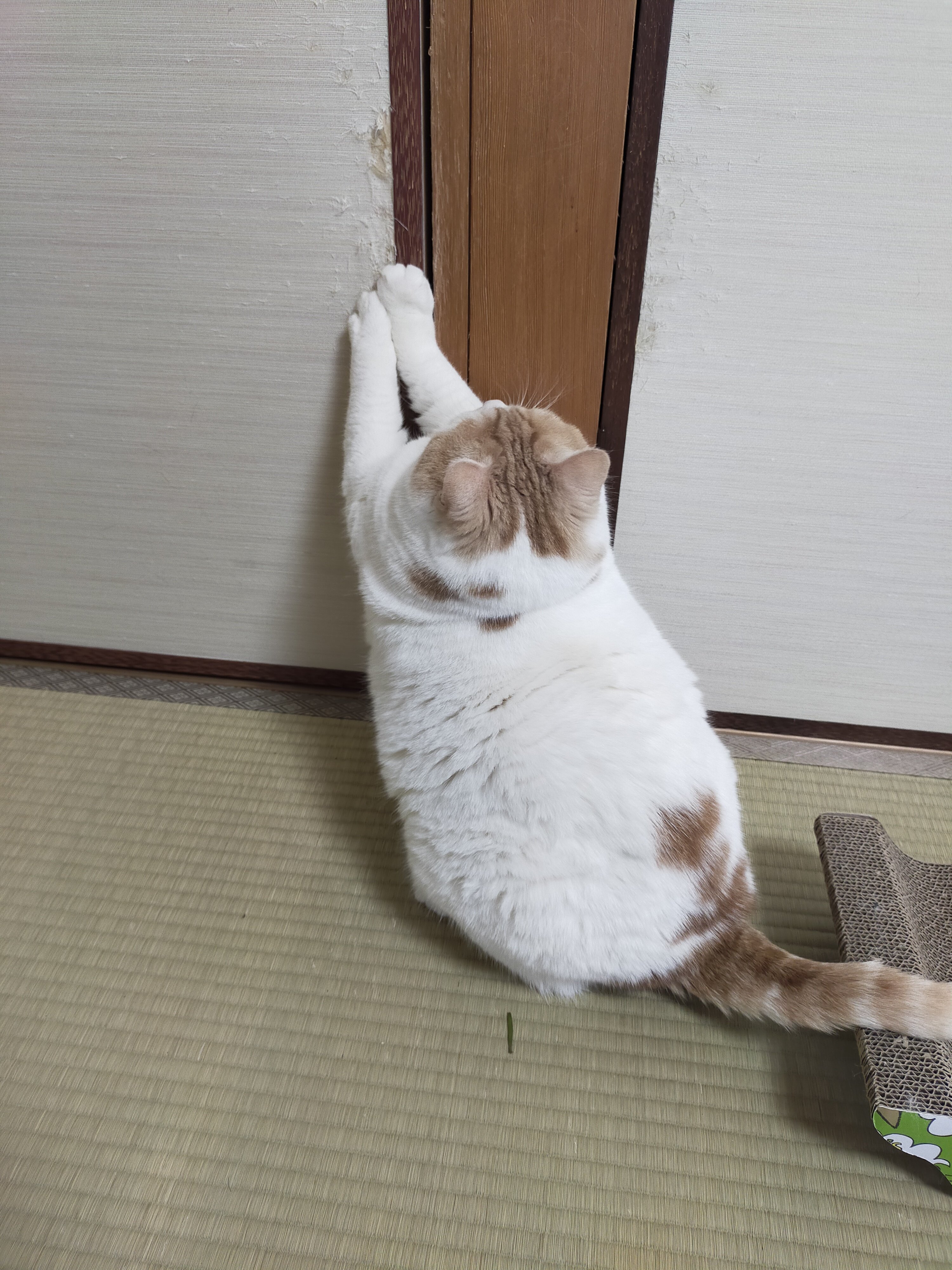 まさねこ まさまさ(猫) on X: 