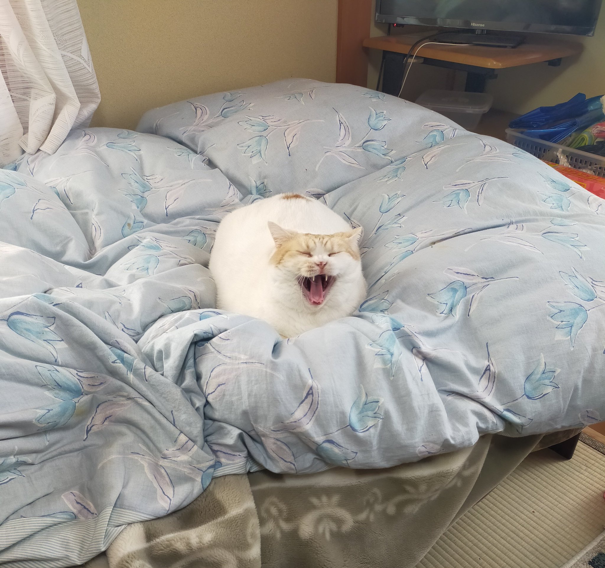 まさまさ(猫) on X: 