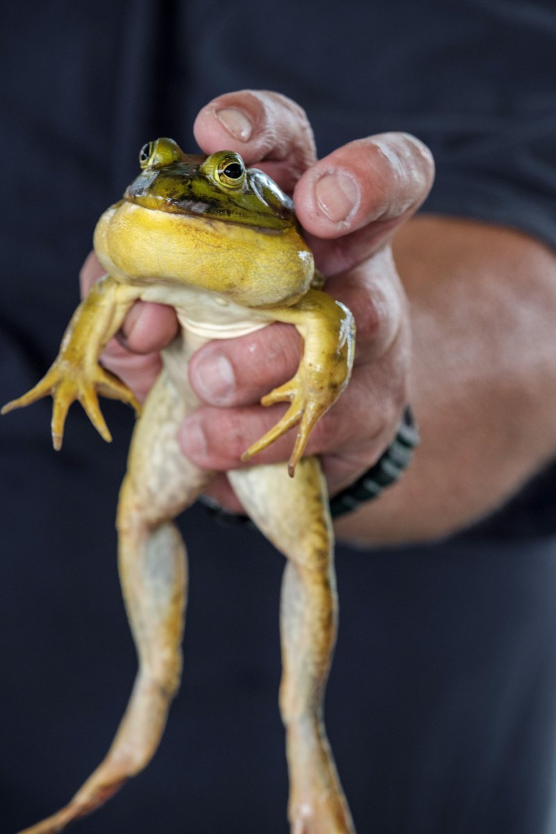 ClevelandMag's tweet image. Started in 1962, the Valley City Frog Jump tradition honoring Mark Twain’s The Celebrated Jumping Frog of Calaveras County draws thousands of visitors each summer. The event hops along on July 20.
clevelandmagazine.com/things-to-do/o…