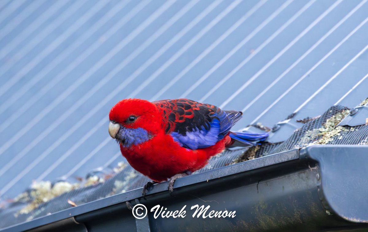 vivek4wild's tweet image. The other common Queensland parrot is the Crimson Rosella. More intricate in its pattern than the King, this queen of psittacines is a striking red & blue. Interestingly, a study finds that its behaviour of crushing eggs of other rosellas makes it its own worst enemy! @IndiAves
