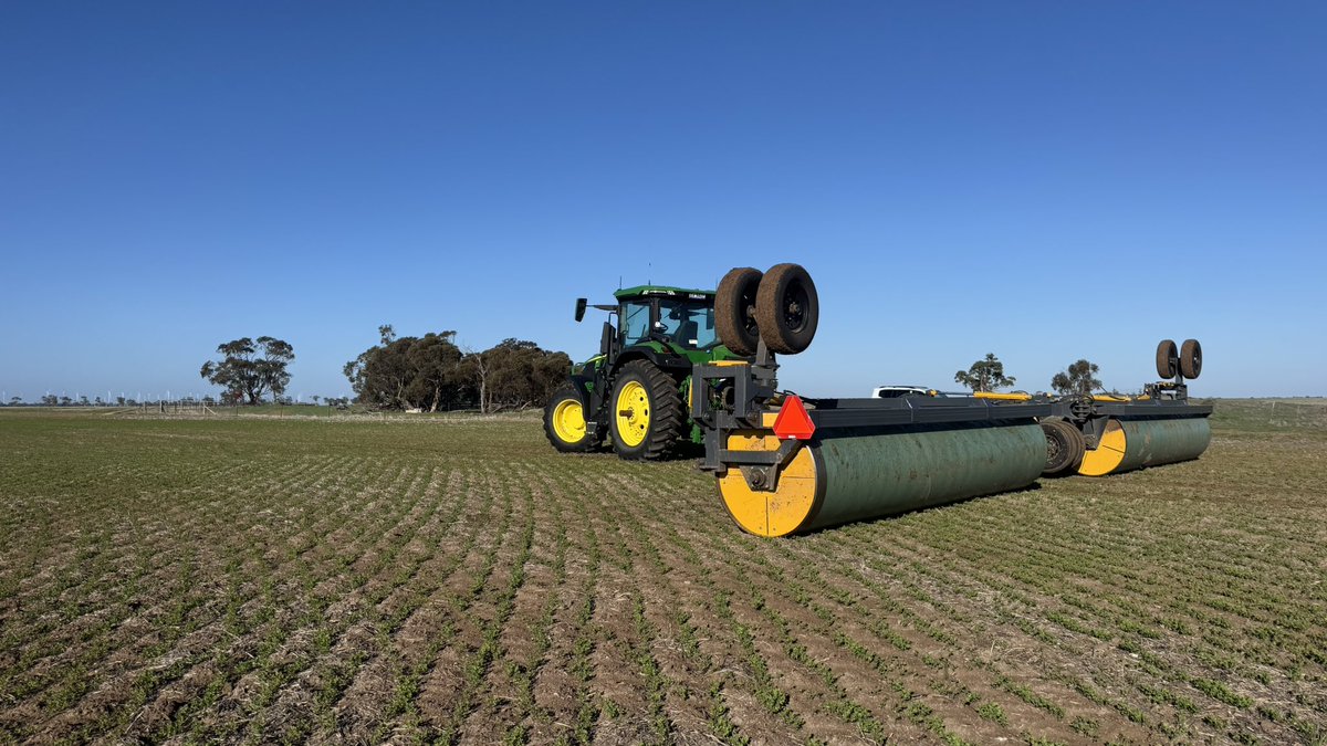 A perfect winters day for rolling #lentils #crop25