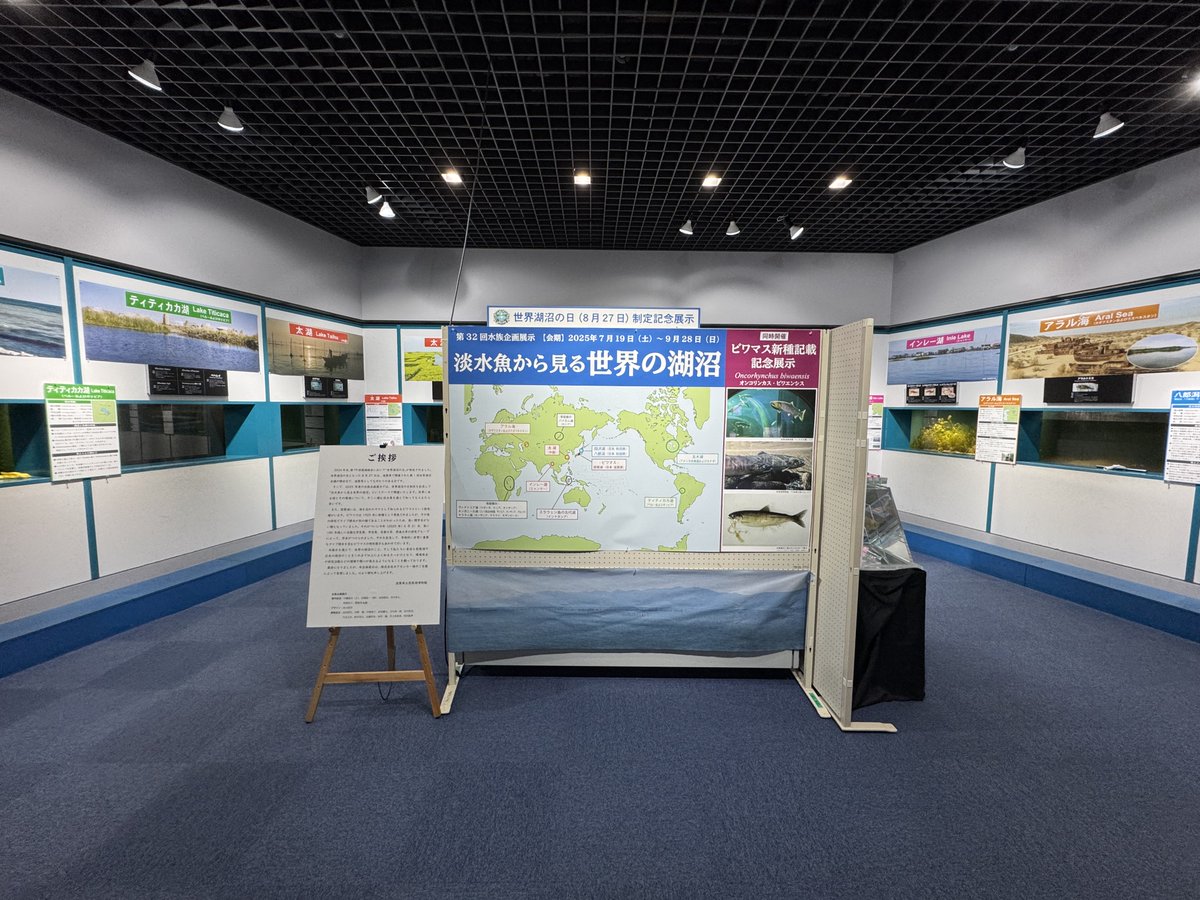 biwahaku's tweet photo. 国連での世界湖沼の日（8月27日）制定を祝して、水族展示室では7月19日から水族企画展示「淡水魚から見る世界の湖沼」を開始しました！淡水のタラ、アラル海のトミヨなどの生体だけでなく、ビワマスのタイプ標本など世界の湖沼にまつわる貴重な淡水魚の展示をご覧いただけます。 [水族学芸員・飼育員] https://t.co/bsUO3yShZi