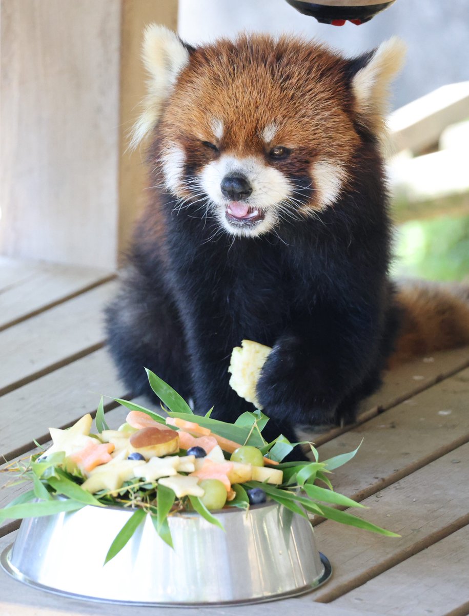 nishiyama_zoo's tweet image. 昨日が12歳のお誕生日だったライトくんのお祝いを行いました!
たくさんの方にお祝いしていただき、バースデーランチを美味しそうに食べていました✨
※ライトくんは涼しい寝室と出入り自由で、この後寝室に移動しましたのでご安心ください。
#鯖江市西山動物園
#レッサーパンダ
#ライト