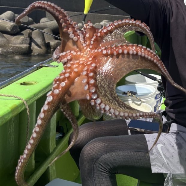 yasai2626's tweet image. やりました！！
出禁回避です。ボスにも届けないと…。
覚悟とはこういうことです。