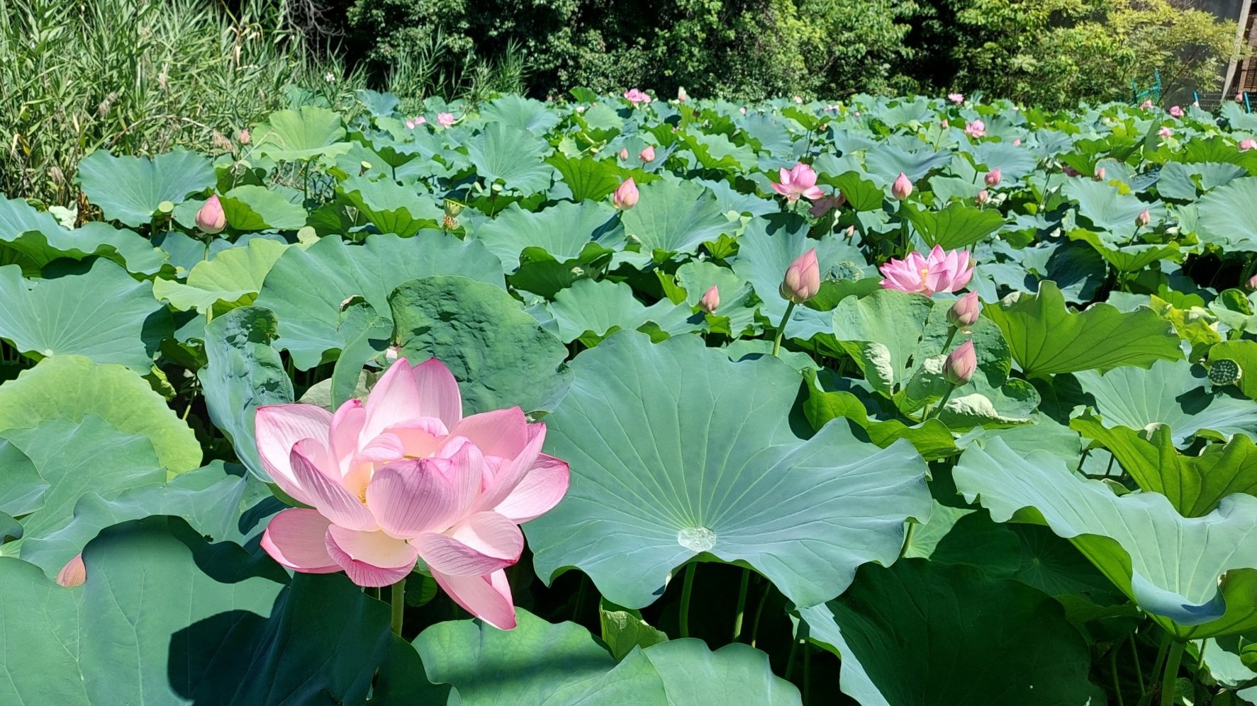 華泉の花 池坊【How to Ikebana/いけばな】: お正月の立花新風体