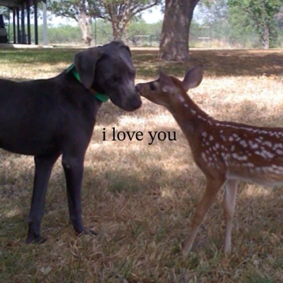 out of context deer (@contextdeers) on Twitter photo 