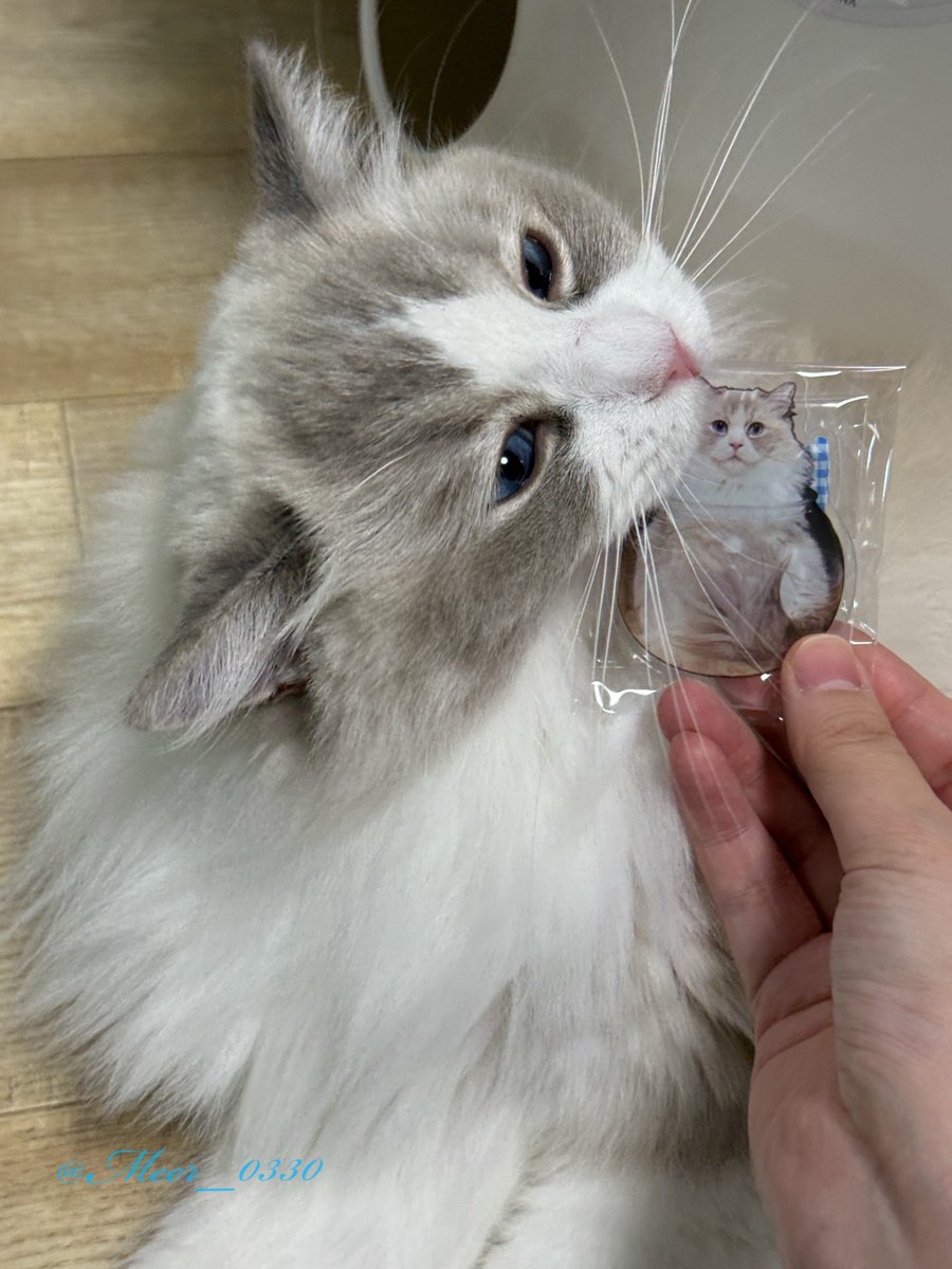 メアちゃん見て見て〜！
アクスタだよ！ｶﾞﾌﾞｯ！

#ラグドール #ねこかわいいね