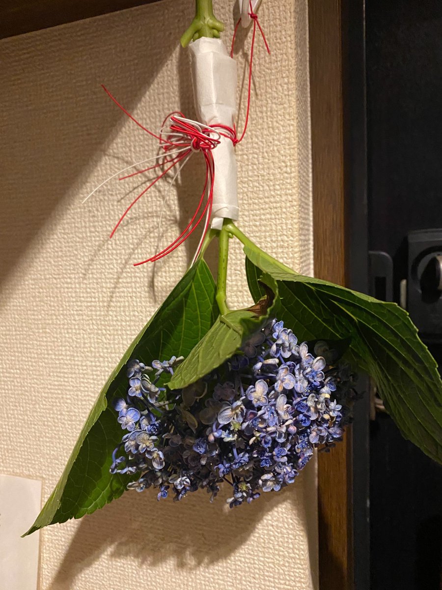 tamuraryo0524's tweet image. 日本は多くの神々が宿る国で有名。
土用の丑の日も色々な行事や言い伝えがあり、紫陽花の花一輪を厄除けに玄関に逆さにぶら下げる。土地によってはトイレに或いは家の真ん中に当たところに…。
と北海道から九州、沖縄までまちまち。
いやいや日本は広いですね。私は京都生まれ。 玄関にぶらさげた。