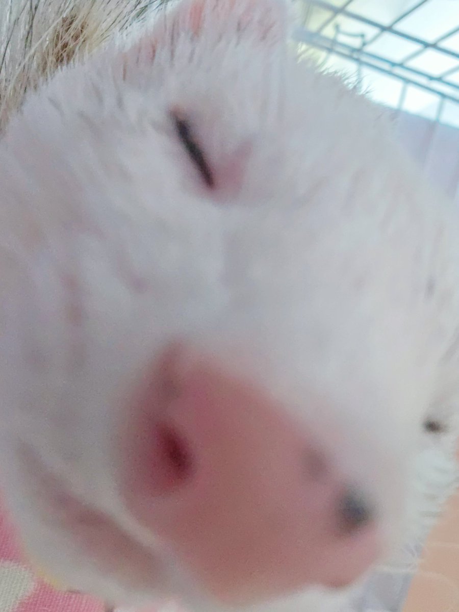 shiromo_ferret's tweet image. 朝寝フェレット😴
ハンモック下からインカメ差し込んで撮ったら思いのほか画角に収めるの難しかったww
#ferret