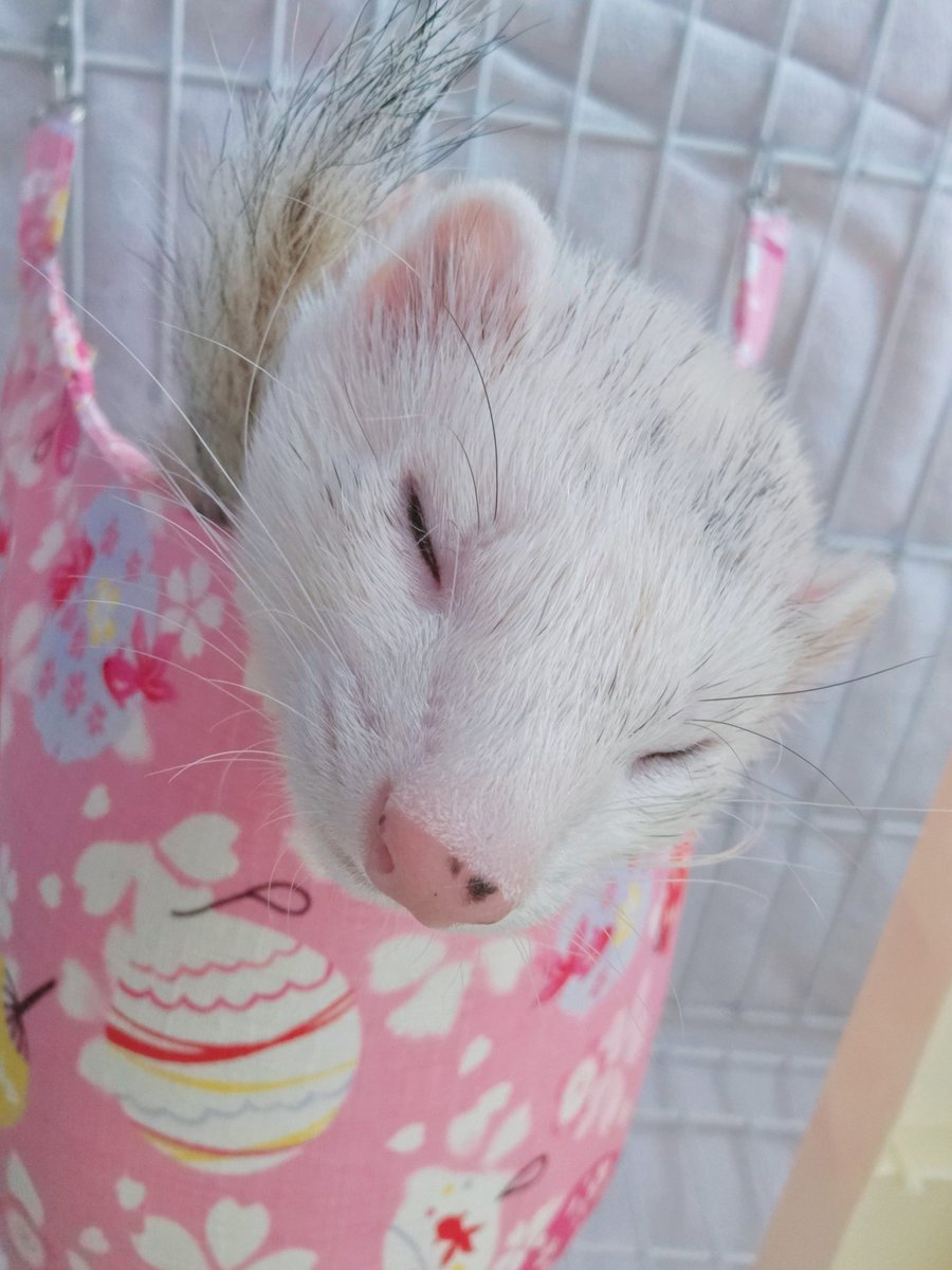 shiromo_ferret's tweet image. 朝寝フェレット😴
ハンモック下からインカメ差し込んで撮ったら思いのほか画角に収めるの難しかったww
#ferret