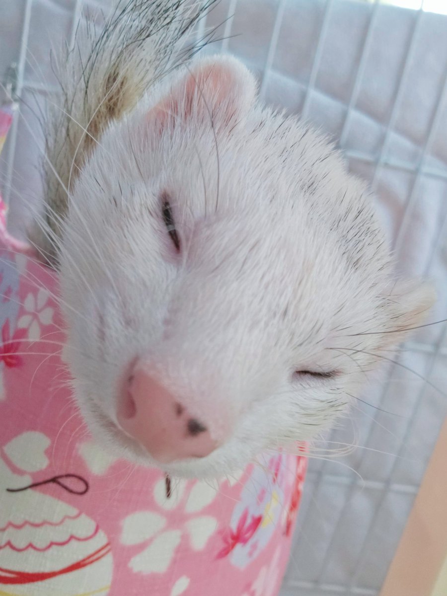 shiromo_ferret's tweet image. 朝寝フェレット😴
ハンモック下からインカメ差し込んで撮ったら思いのほか画角に収めるの難しかったww
#ferret
