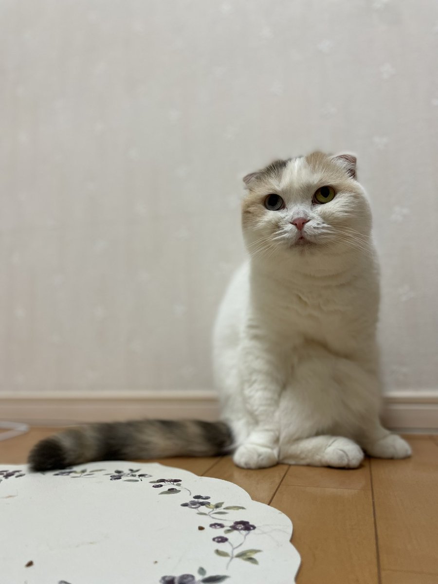 bonbon270's tweet photo. 猫っぽい生き物(？)爆誕してた🤔 https://t.co/JdgUujddZf