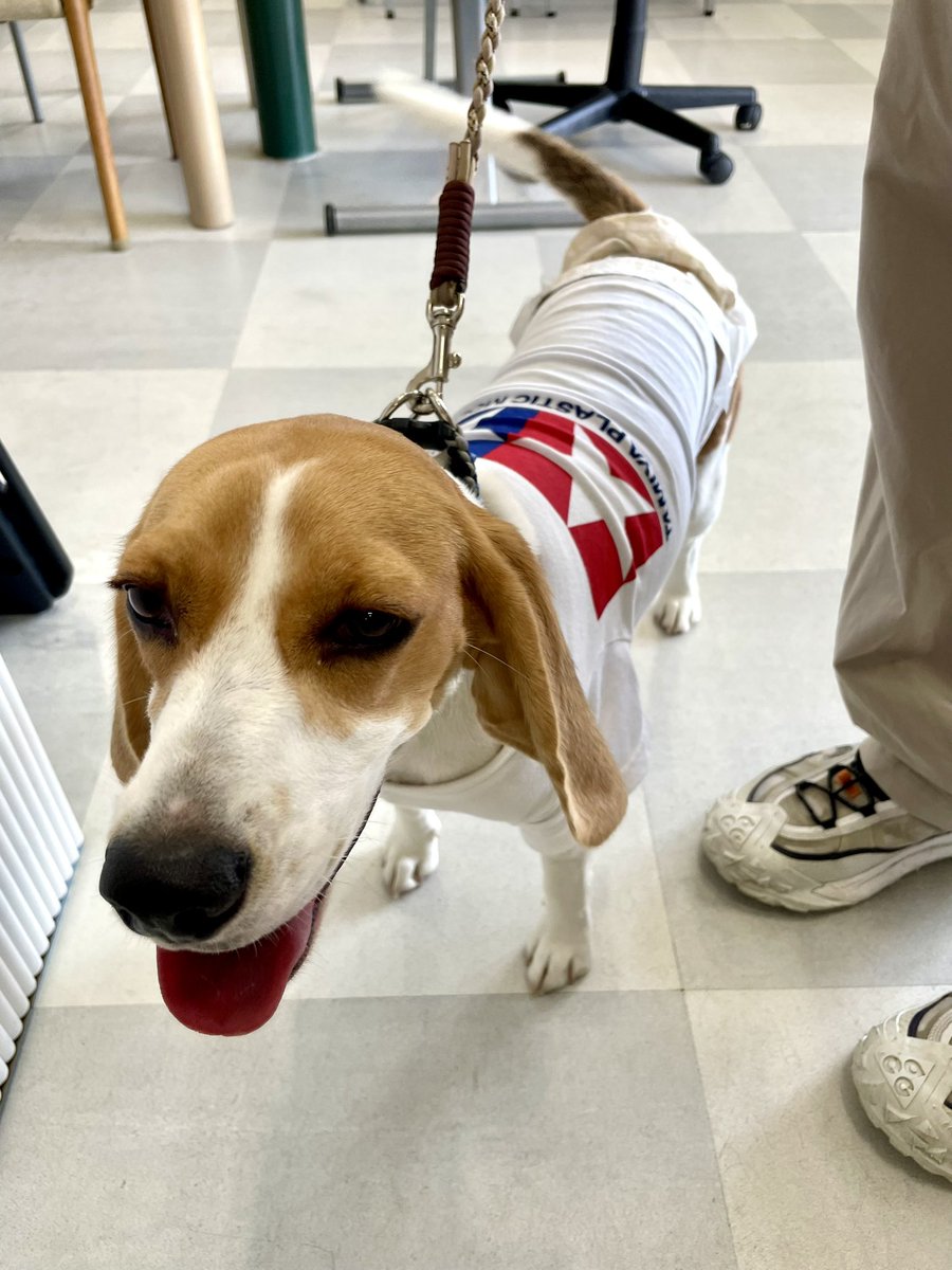 21_scanner's tweet image. 午前中に来てくれた常連さんのワンチャンのうた様🐶タミヤTシャツを着ていて、とってもキュート💓なんとワンチャン用に作ったんだとか😳✨👏
(お写真掲載許可済み📸)