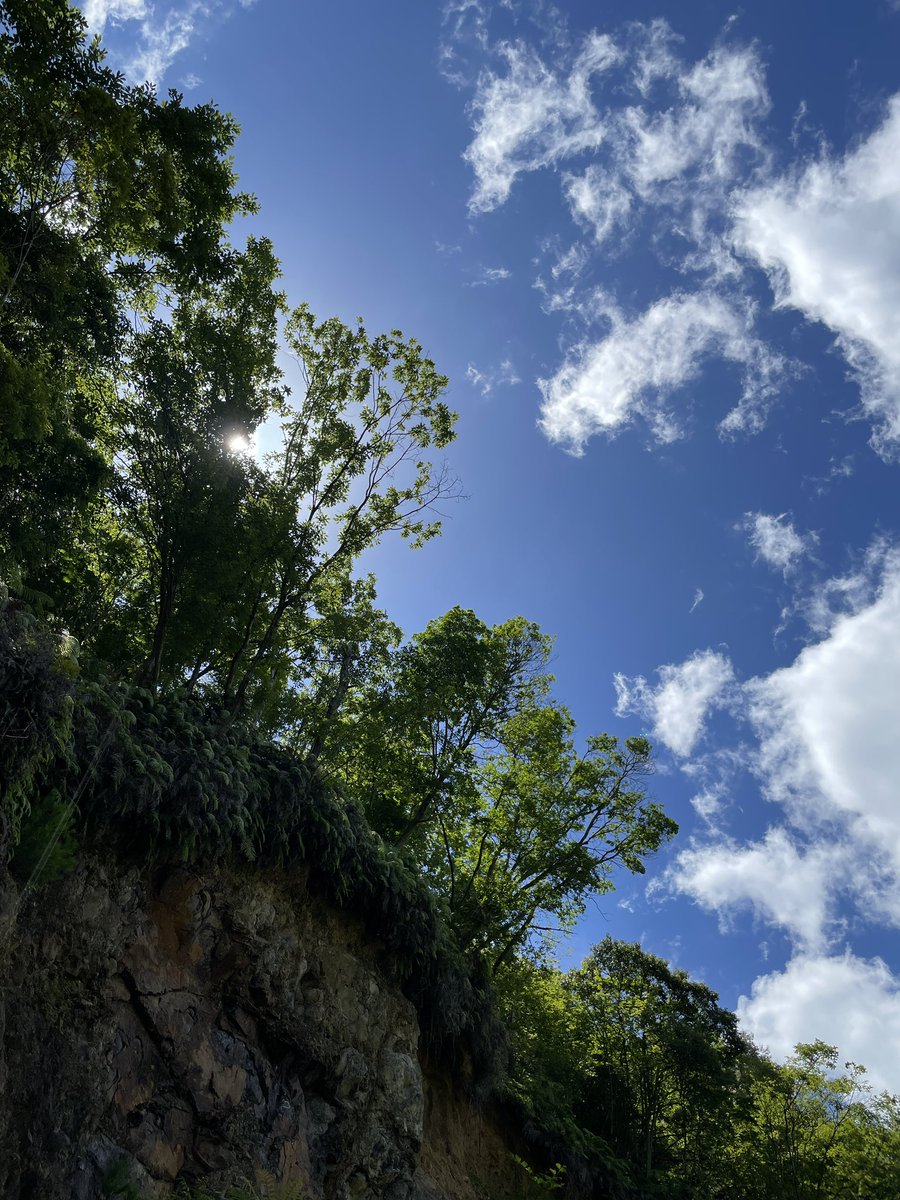 Shinkai_OGINO's tweet image. 電波の届かない山奥での発掘体験初日．
天気が良すぎたが，川の近くというのもあって思ったより涼しい．