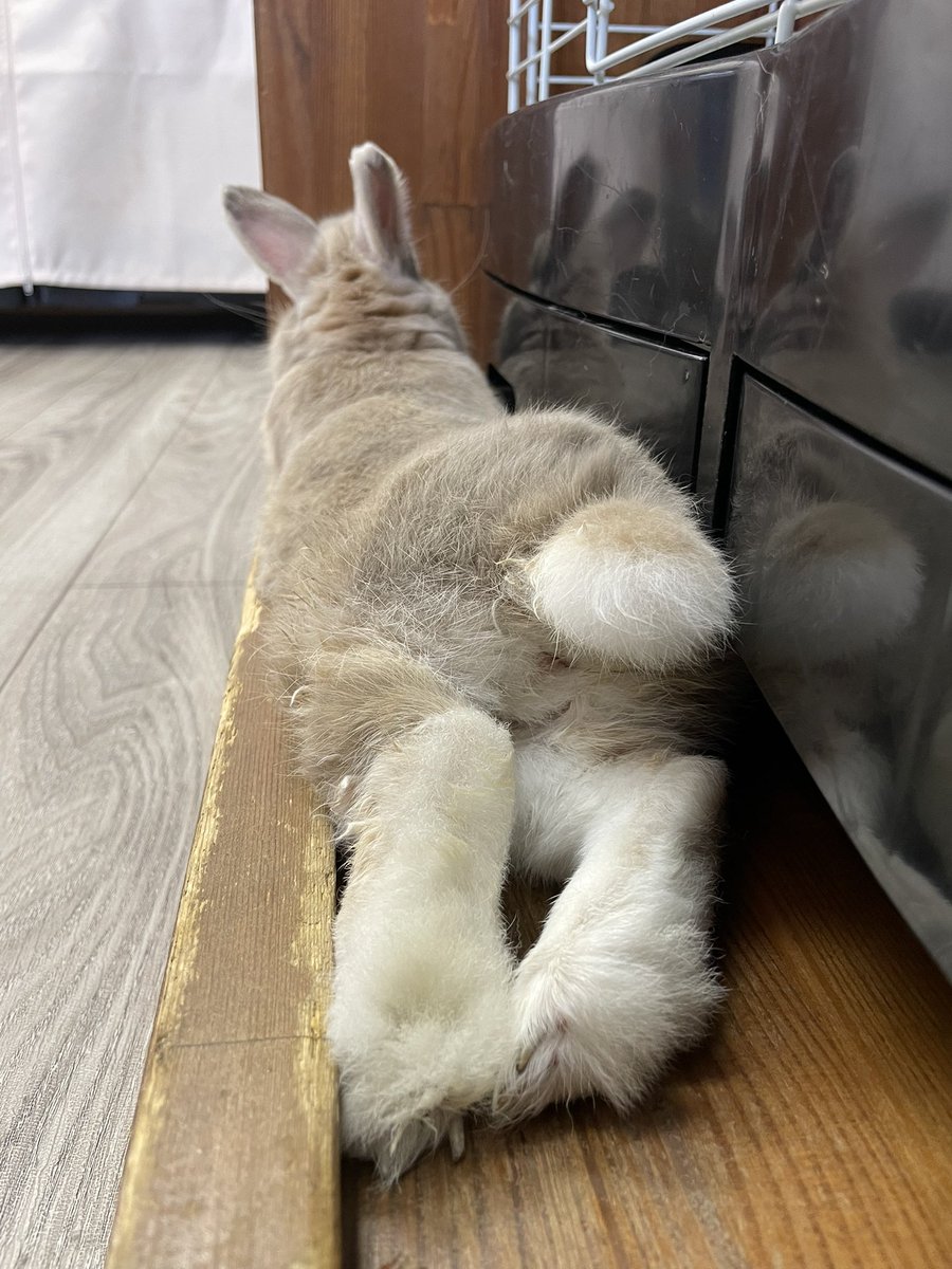 chocolate_otter's tweet image. 本日も12時開店しました🙇‍♂️
福島県も梅雨明けし今日から夏休みに突入🌻海開きも今日からで夏本番です🏖️本日もご来店お待ちしています😊