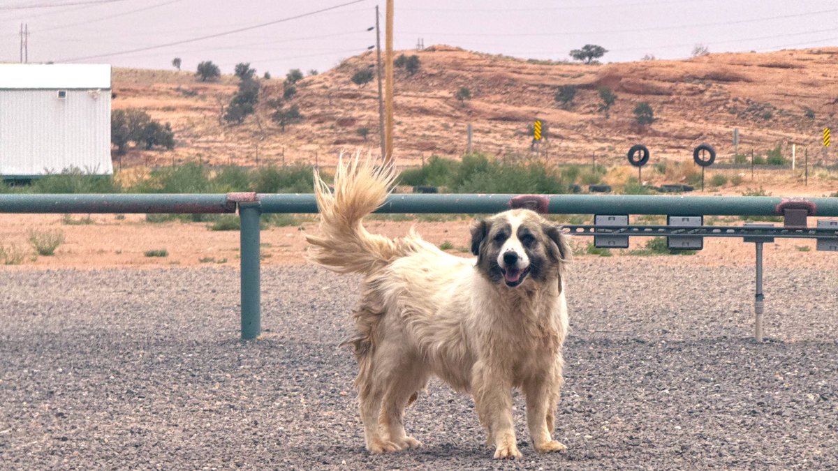 honaghaahnii's tweet image. Can any settler allies help w survival $? I’m a queer N8v taking time from family. I’m okay. I could use help for food/a hot shower ($9). Any bit is so appreciated!

Ahé’héé, thank you. #NativeFamilyFriday ❤️‍🩹

C💚: $KentaroHerder
V🩵: @/Kentaro-Herder
P💙: PayPal.me/KentaroH