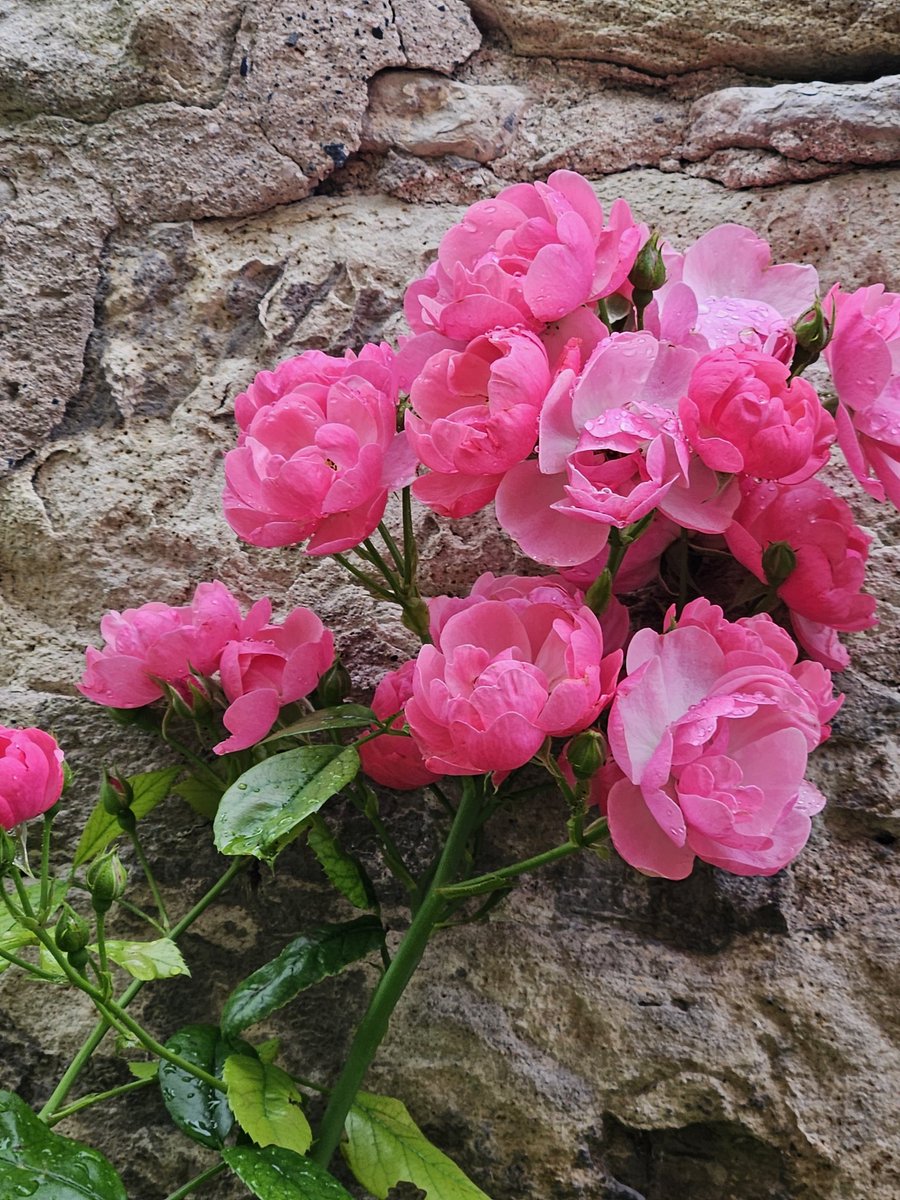 Bea23323's tweet image. Guten Morgen, ihr Lieben!👋es ist Samstagmorgen viel zu früh wach - danke innere Uhr - wirklich super. Wünsche euch einen schönen Tag,☀️ genießt die Zeit mit euren Lieben 🥰so erstmal ne Kaffee und dann ab zur Morgenrunde 🐕