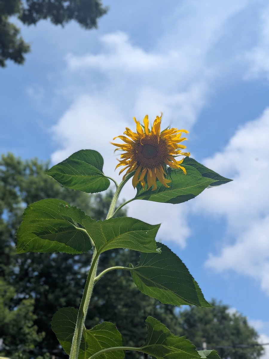 thecapitalisimo's tweet image. This sunflower was supposed to grow to be 24" wide, but he's doing his best and that's great.