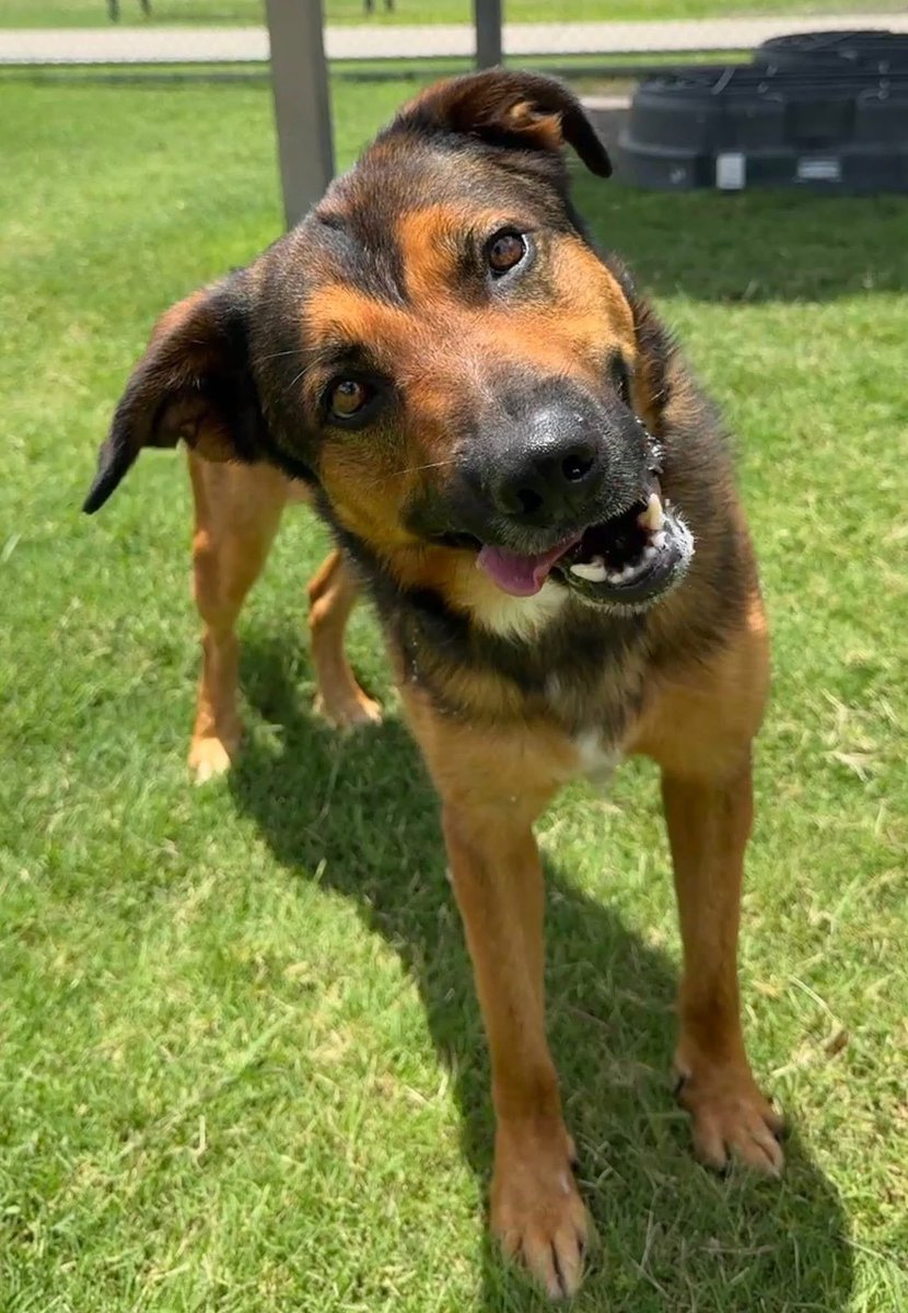 Come on everyone!
Why no pledges for this darling boy?
DORITO doesn't understand why no one seems to care 😕 
PLZ #ADOPT #FOSTER OR #PLEDGE FOR RESCUE #CORPUSCHRISTI