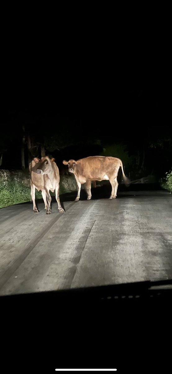 Only in WV do you get this in the middle of the road on the way home late at night 🫠