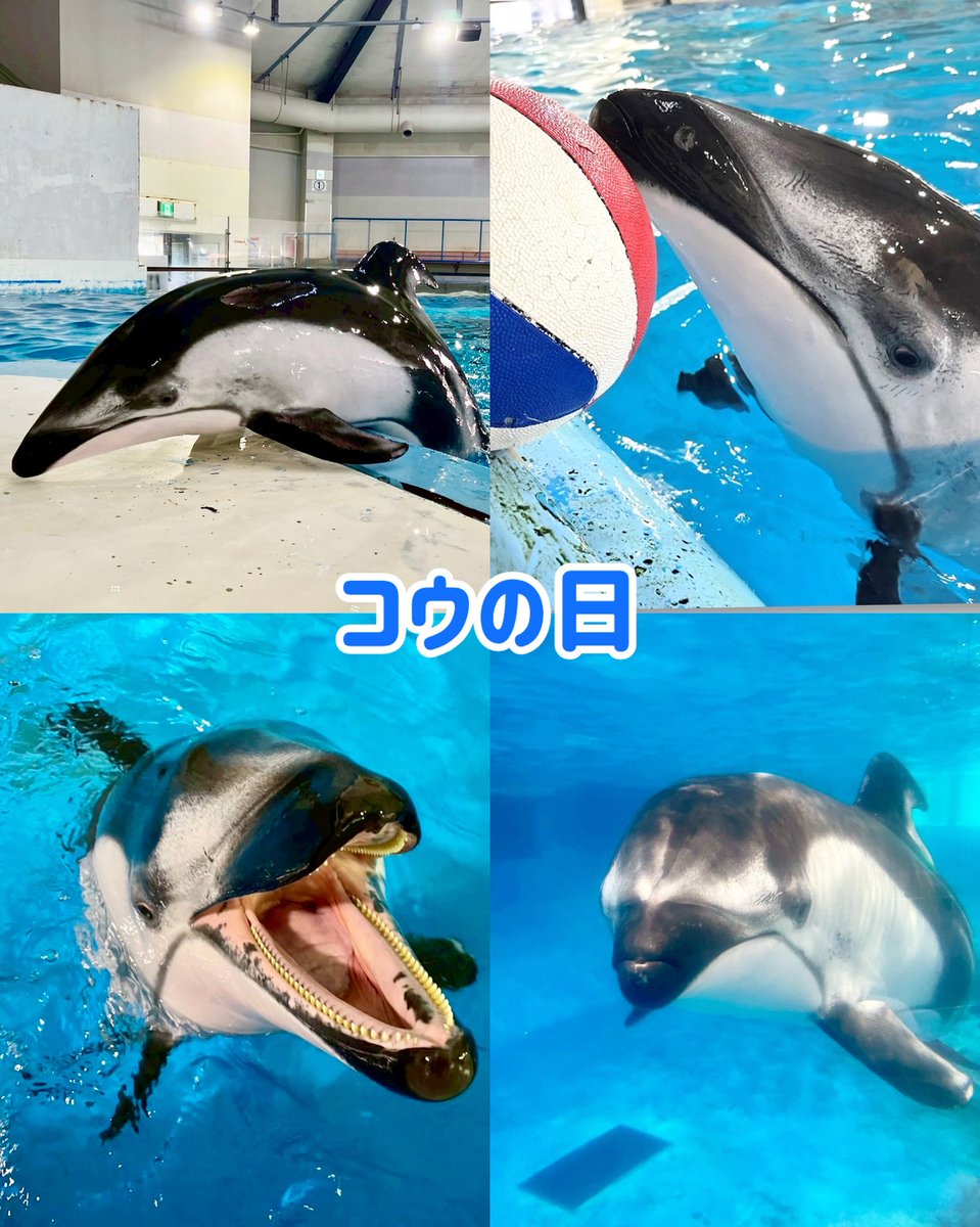 marinepark_nixe's tweet image. 21年前の今日(7月19日)は、
#コウ が保護されマリンパークにやってきた日になります!
コウは、どんなときでも全力で様々な種目に取り組んでくれます!
そんなコウを見ていると、私たちトレーナーも一生懸命頑張ろうと思える素敵な魅力があります🐬
#登別マリンパークニクス