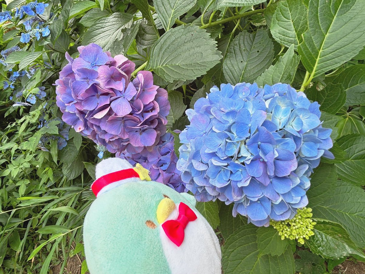 penco_sam's tweet image. 梅雨明け前にポストしようとしてしそびれてたやつ😇