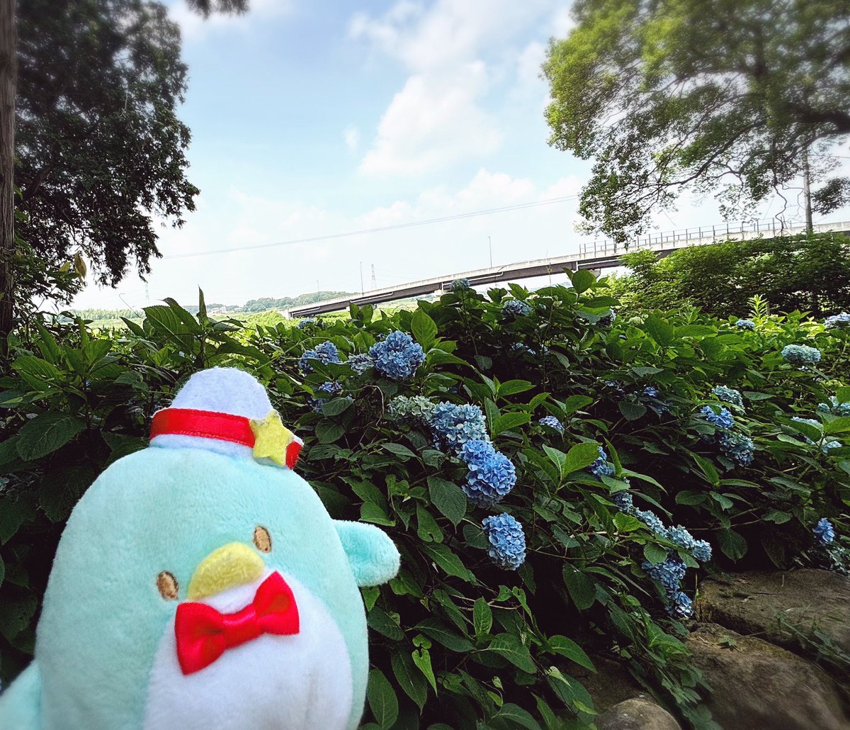 penco_sam's tweet image. 梅雨明け前にポストしようとしてしそびれてたやつ😇