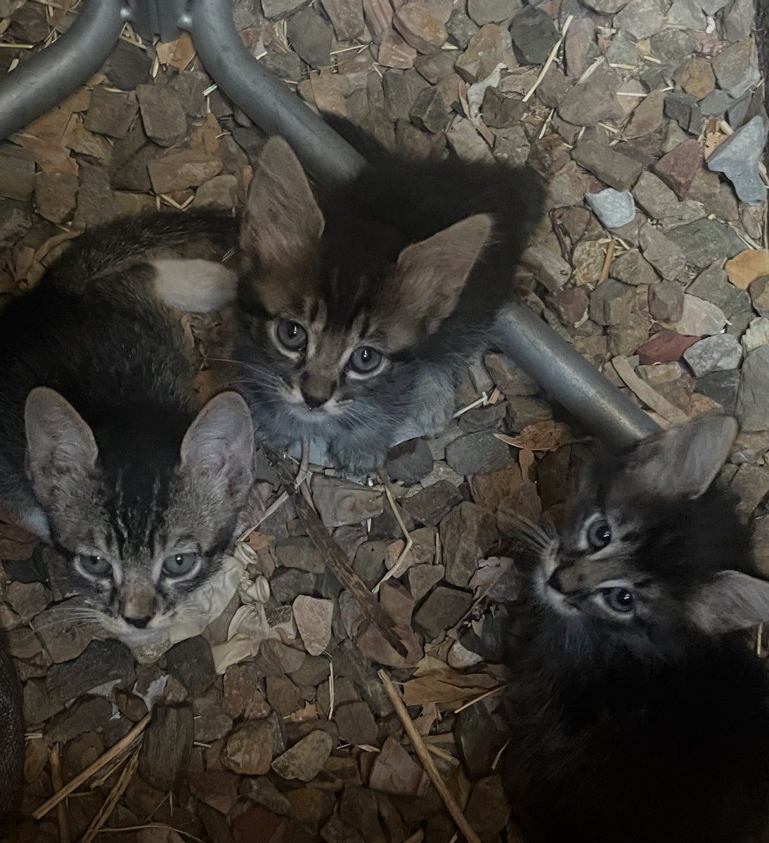 HwsEleutheroi's tweet image. My wife, the kitty photog, just sent this. Did I spend a lot of time sheltering them and providing cooling and protection back there? Yup. Worth it? You tell me. Some of the prettiest kittens I've seen in a long time!