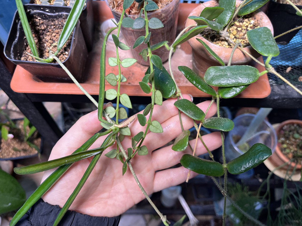 고사리집사 tweet media