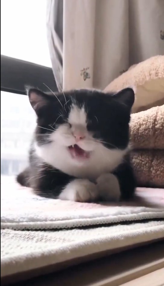 GermanCats tweet picture