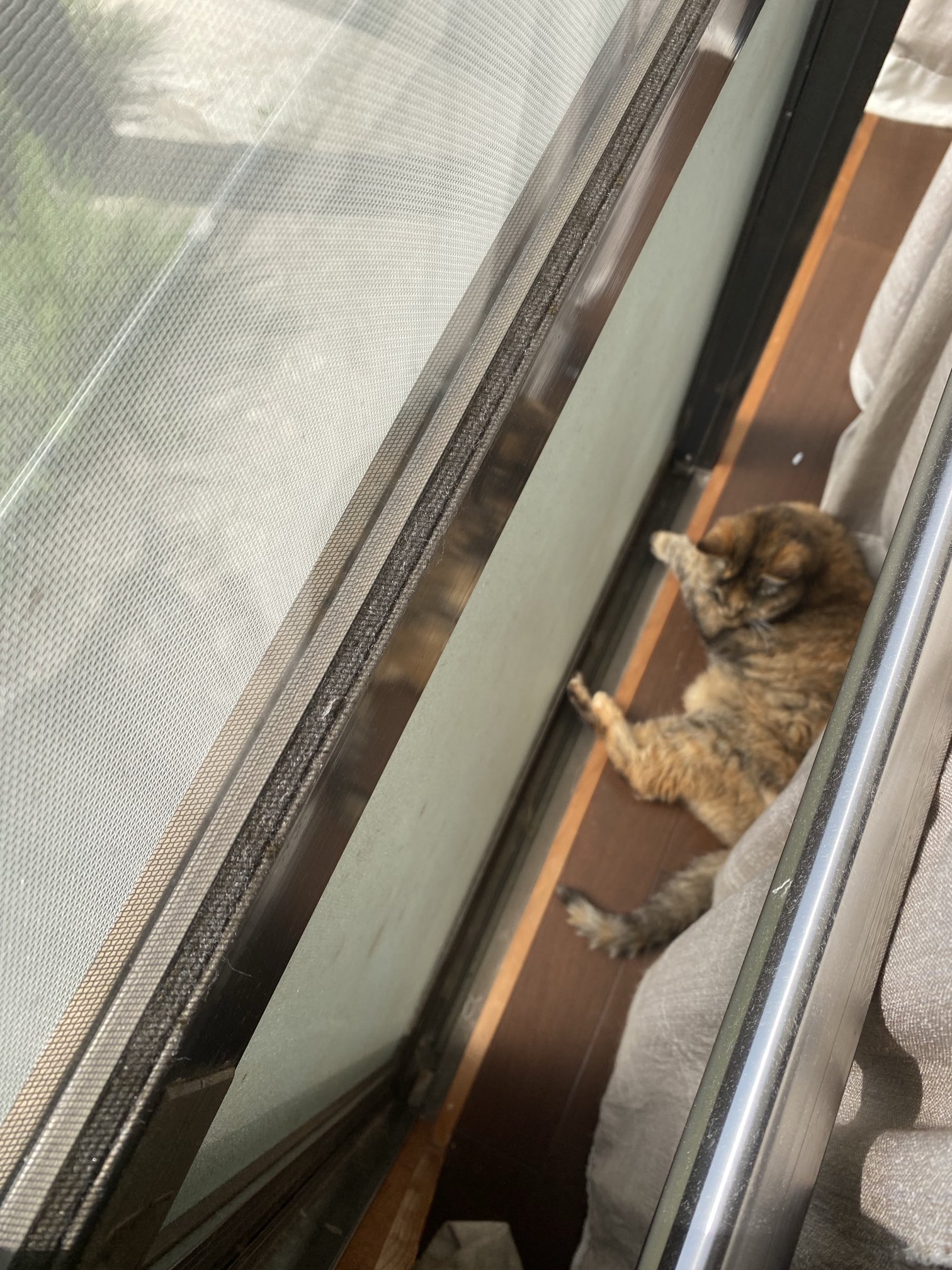 猫先輩  2点 81+ERGgL97L._UF350,350_QL50_.jpg