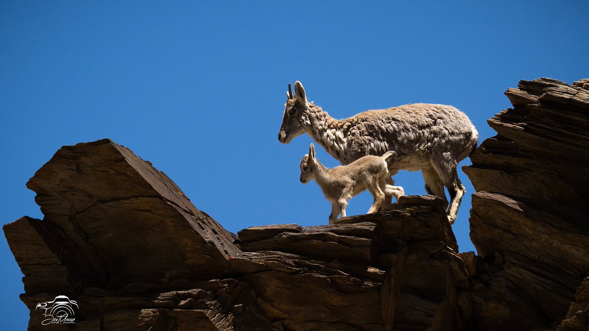 JeetAman Photography tweet media