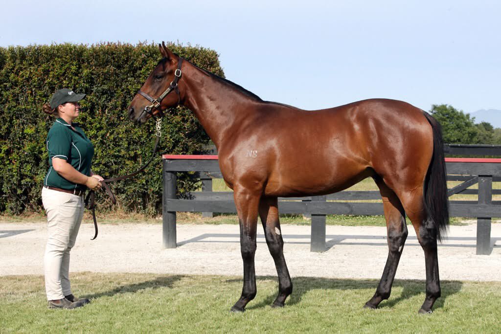 Curraghmore (@curraghmorenz) on Twitter photo ☘️ Lucky win number 7 today for Caboche (Vadamos X Floramour).
Bred by Nearco Stud, he was purchased by <a href="/MulcasterBS/">Mulcaster Bloodstock</a> out of our 2020 Karaka Book 1 Sale.
Congrats to owners David Devine and Neville Morgan and trainer Chris Waller.
#theprovensource ☘️ ☘️ Lucky win number 7 today for Caboche (Vadamos X Floramour).
Bred by Nearco Stud, he was purchased by <a href="/MulcasterBS/">Mulcaster Bloodstock</a> out of our 2020 Karaka Book 1 Sale.
Congrats to owners David Devine and Neville Morgan and trainer Chris Waller.
#theprovensource ☘️