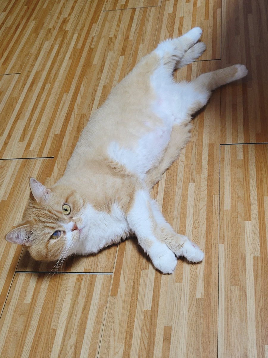joongoo_cat's tweet photo. 더 자랐군.. https://t.co/yVmSZMnUsJ