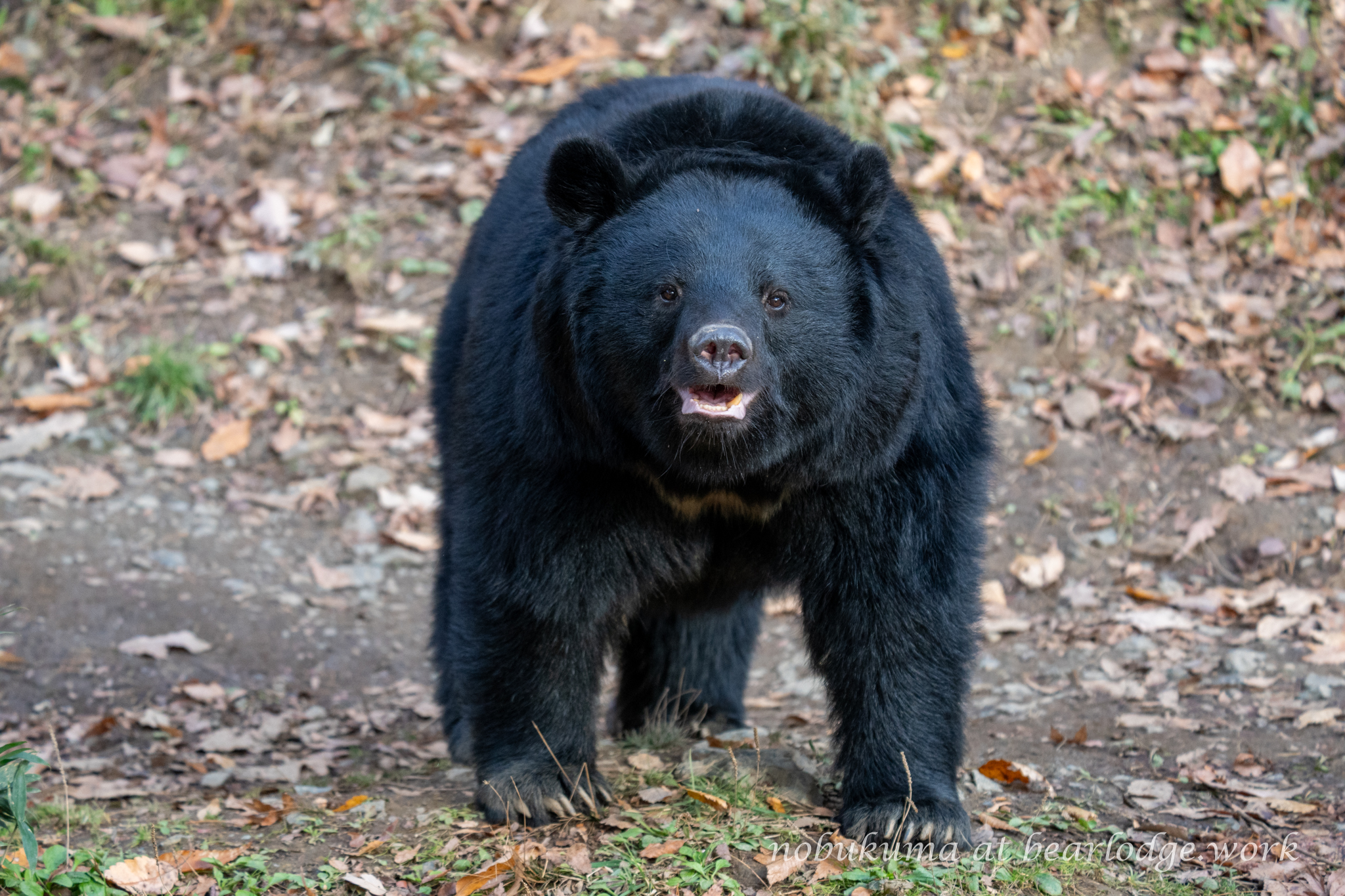 のぶクマ🐻羆と香辛料🐻C106 日曜日 東6 “ク”－37b on X: 