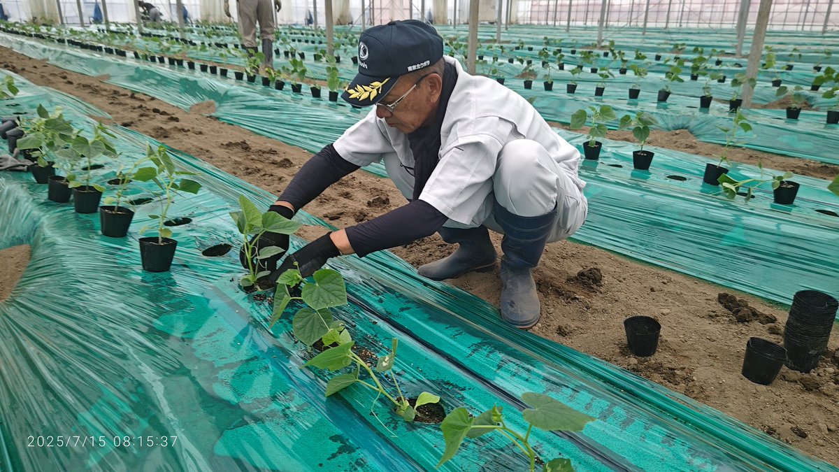 Tamaurananbu's tweet photo. #玉浦
#玉浦南部
#農業
#大豆
#胡瓜
#定植
#梅雨明け
毎日あっという間に過ぎ去ってしまい、いつの間にやら梅雨明け…
もっと早くポストするべきでした…
ってことで、大豆の播種やら胡瓜の定植やら色々と作業が続きます。
これから夏が来る…負けられない戦いが来る。 https://t.co/HVJ27JlTRQ