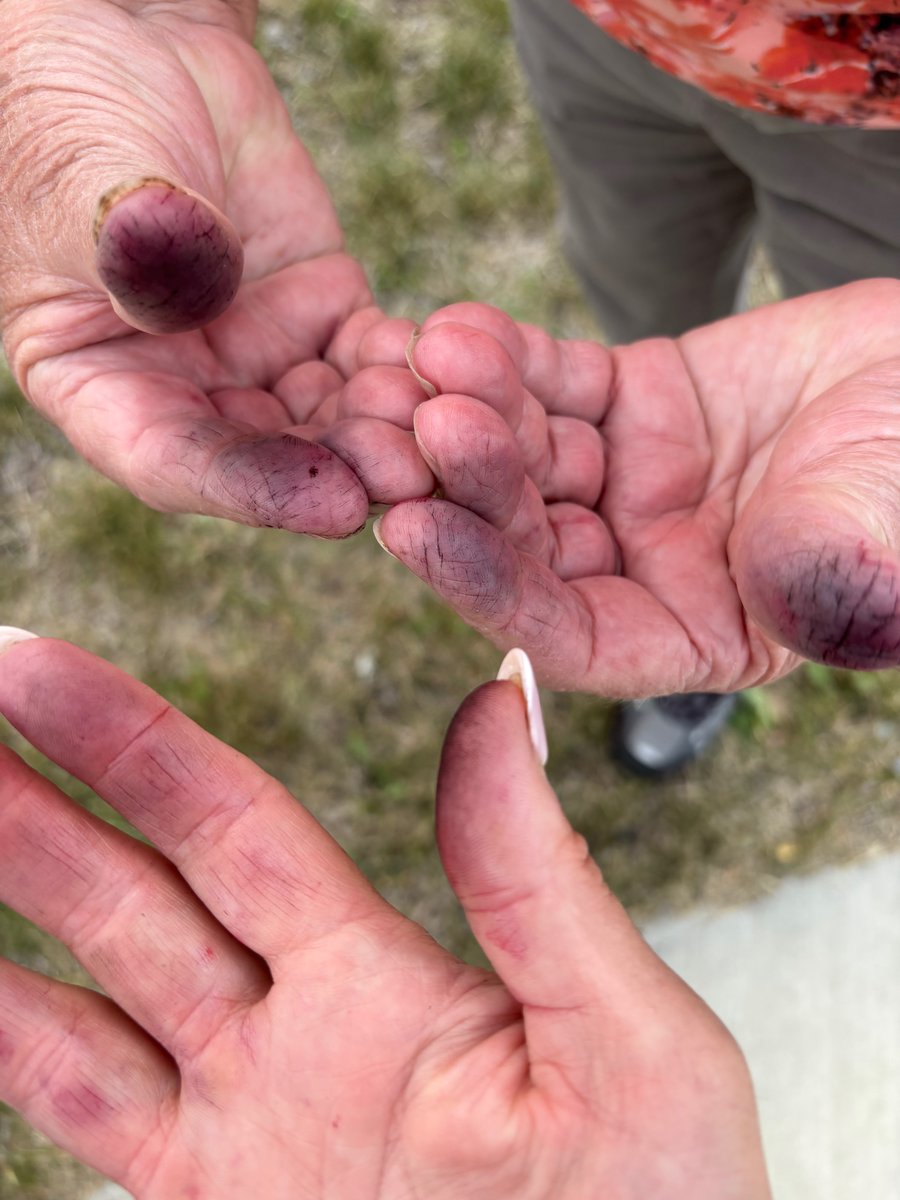 Mom and I have been busy picking fresh Saskatoons for those yummy pies we hope you all enjoyed!

#farmtotable #freshsaskatoons #choosecertifiedseed #homemadepie