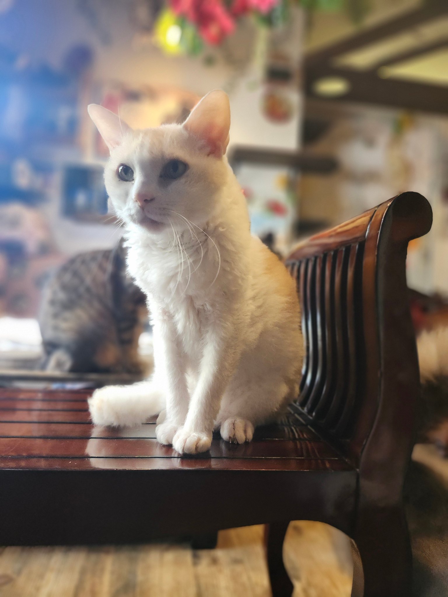【半額SALE】149,060→ 74,530猫油絵『猫珈琲店』 半額SALE】149,060→ 74,530猫油絵『猫珈琲店』