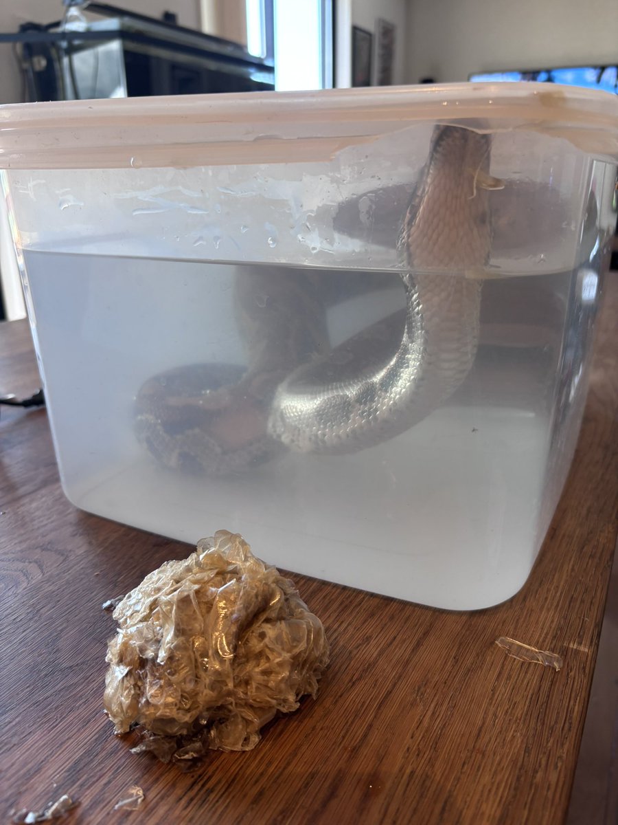 zerimaru1216's tweet image. 脱皮殻めくれてるのに一向に自分で剥く気配がないからペリペリさせてもらってる