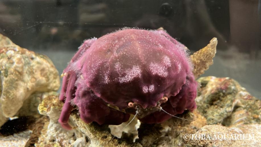 TOBA_AQUARIUM's tweet image. プリティーポップに衣替え: へんな生きもの研究所に「カイカムリ」というカニがいます🦀 触り心地は細かな毛がびっしりと生えているので意外とふわふわ。 私には“くまのぬいぐるみ”に見えてきます🧸 お気に入りの海綿やサンゴの骨格を見つけると、しばらく背負 dlvr.it/TM0TCS