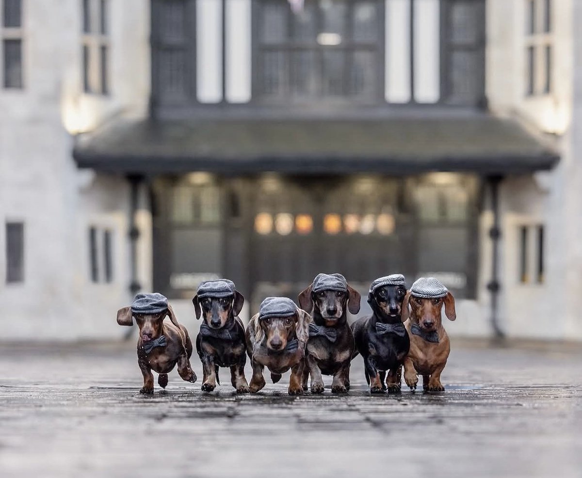 Dachshund (@daschundlovers2) on Twitter photo 