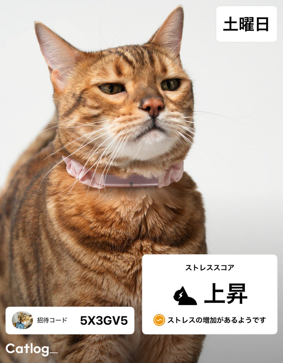 【美品】cat log キャットログ キャトログ セット Catlog®（キャトログ）、コットン100%のPendantベルトを5色展開