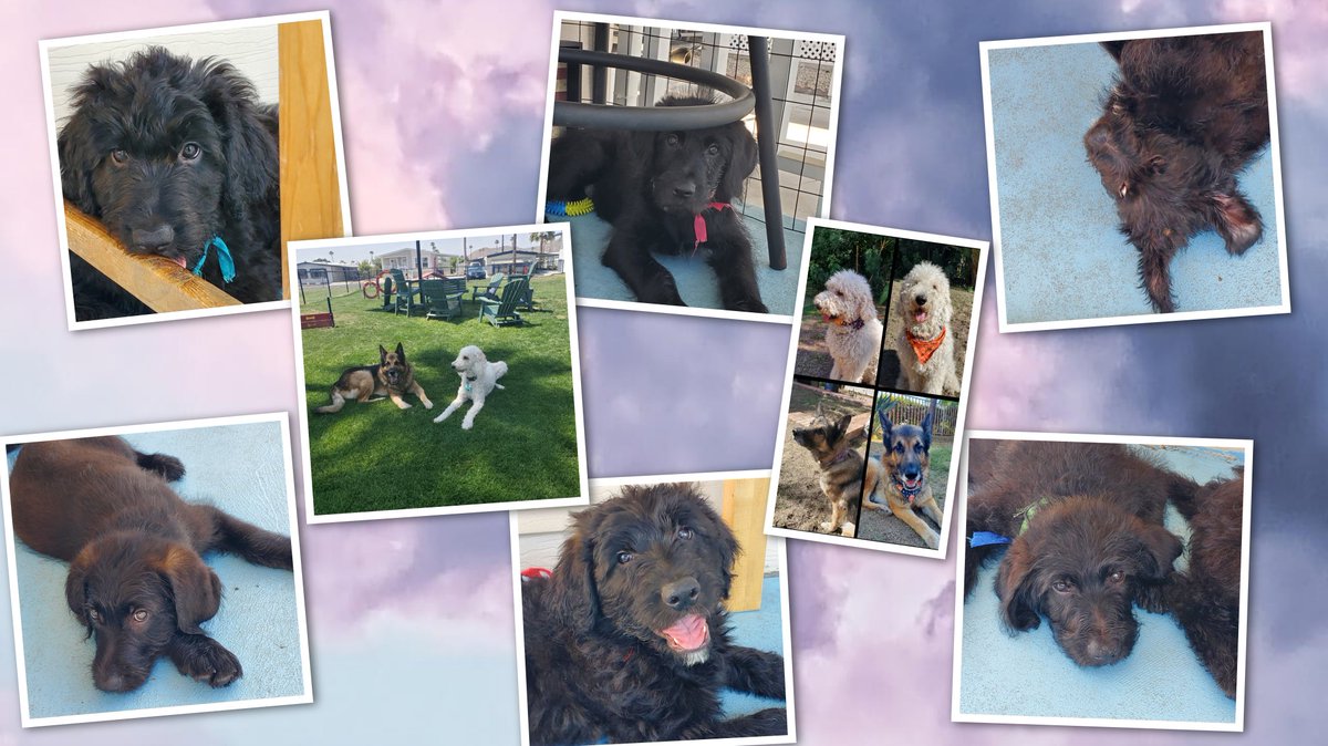 MonsterPatriot's tweet image. I&apos;m trying so hard to find good homes for these beautiful babies. The #Shepadoodles turned 10 weeks on the 16th and are so sweet and loving. We are in the #inlandempire California also near #SanDiego Mom is an f1bb Goldendoodle and dad is a Sable German Shepherd. DM for details.