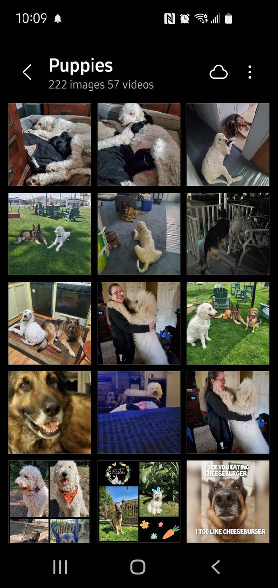 MonsterPatriot's tweet image. I&apos;m trying so hard to find good homes for these beautiful babies. The #Shepadoodles turned 10 weeks on the 16th and are so sweet and loving. We are in the #inlandempire California also near #SanDiego Mom is an f1bb Goldendoodle and dad is a Sable German Shepherd. DM for details.
