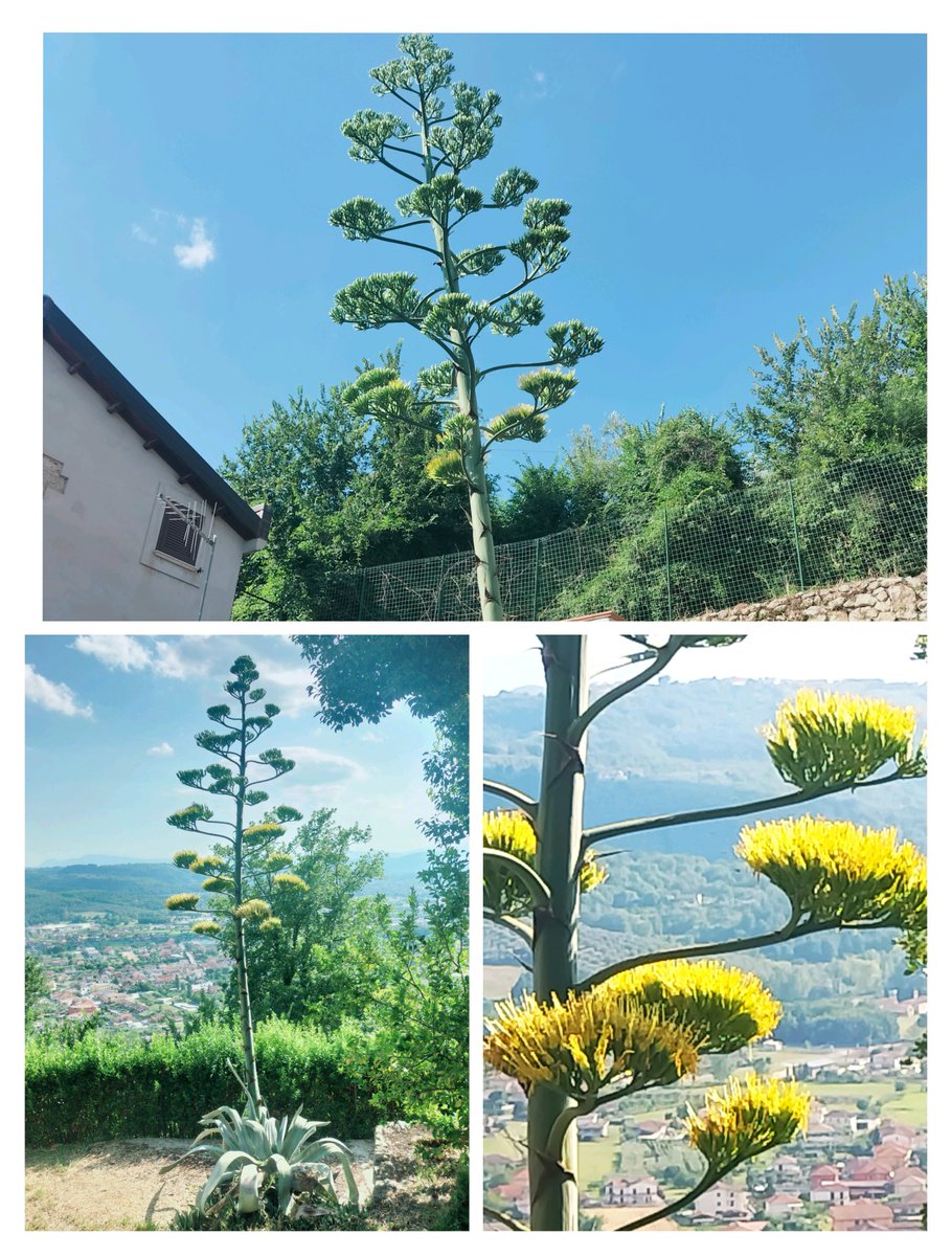 pippo7424's tweet image. Agave in fioritura.
Buongiorno e buon weekend amici ☀️🍀
#BuongiornoATutti
#weekend