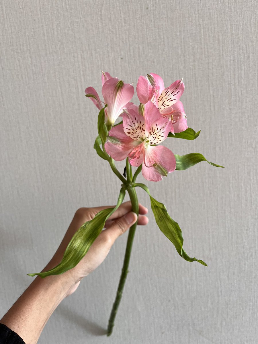 miraeve1's tweet photo. been inactive for years here now, i always thinking how is  madam @LaylaAlstro2434 doing, now she is here with me 🥹 this is Alstromeria flower https://t.co/0mQbJufpxc