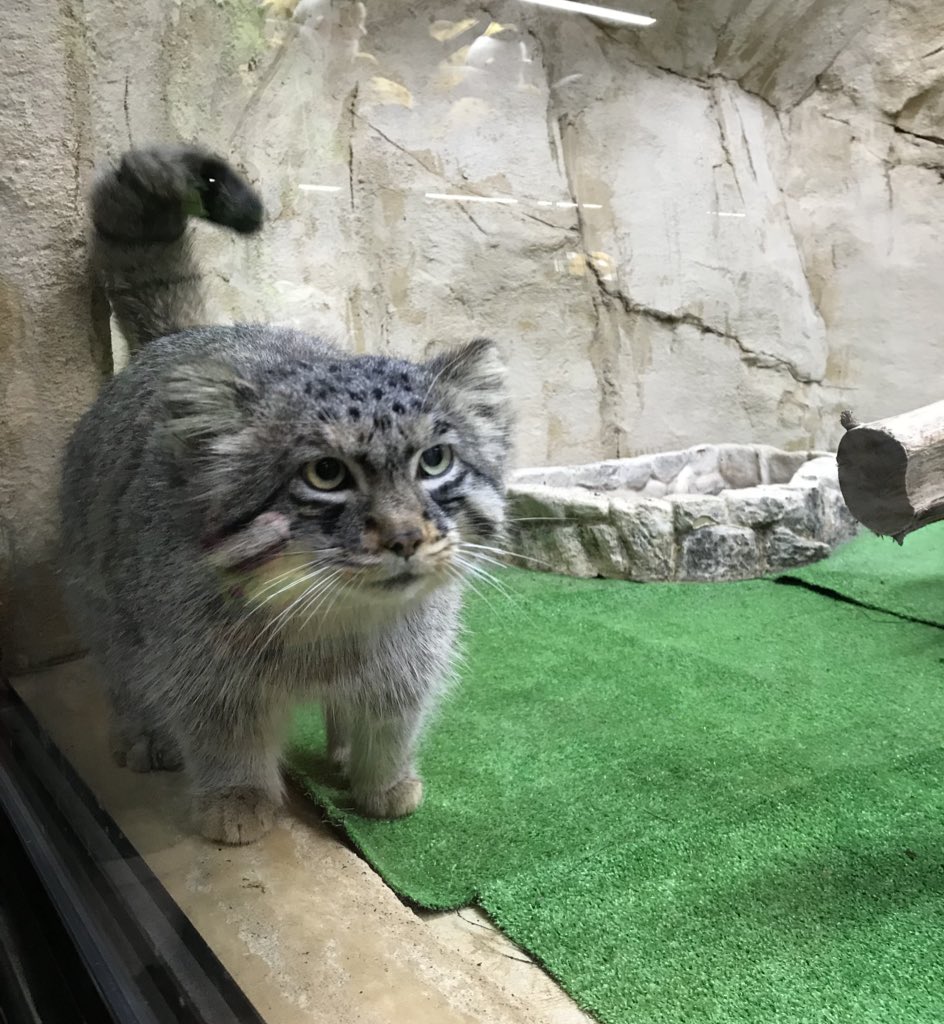 mitaka_doooon's tweet image. 本日のマヌルネコです🐱

あんよが短いすぎるんよ…尊い✨️✨️

#マヌルネコ #エル 
#那須どうぶつ王国