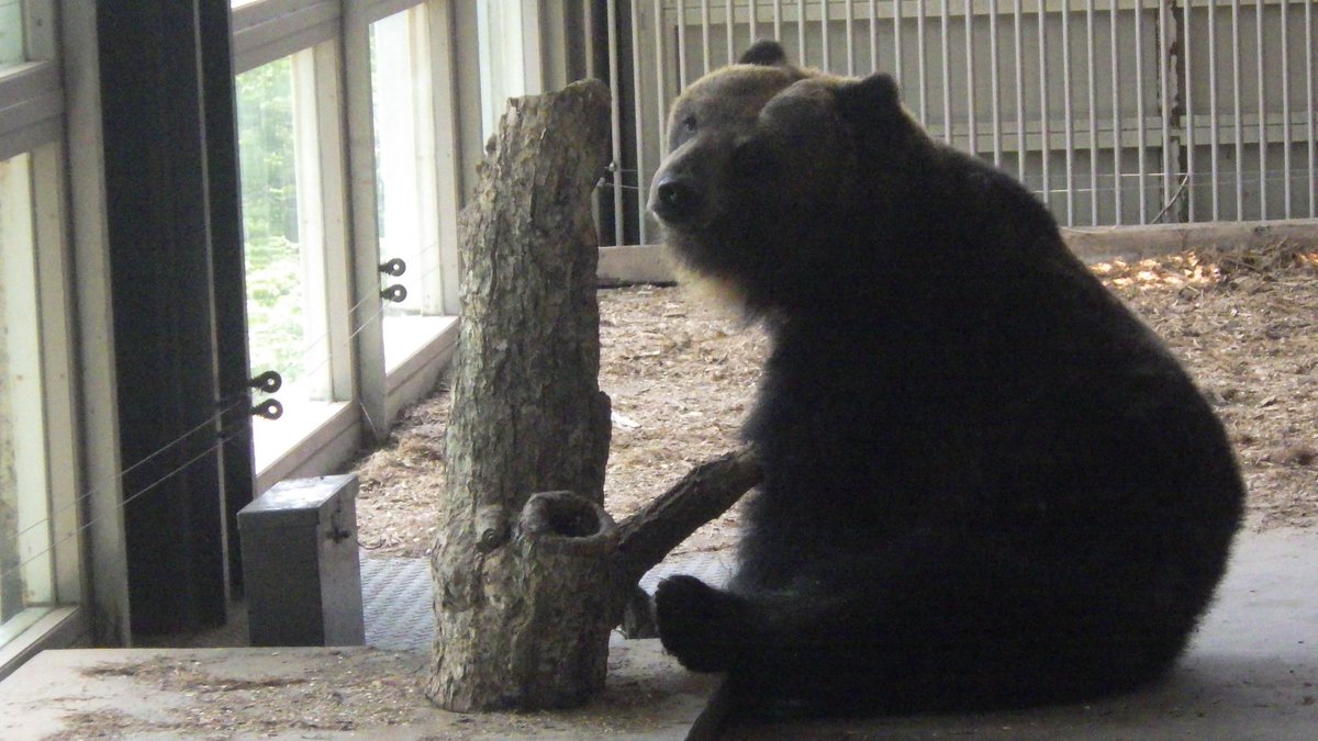bearpark_jp's tweet image. 今日も遊び尽くしたぜぇ
#ショコラ #アスレチック後 #一休み #のぼりべつクマ牧場 #クマ牧場 #登別 #エゾヒグマ #北海道
#noboribetsubearpark #noboribetsu #brownbear #hokkaido